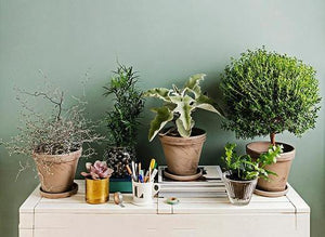 Beautiful Indoor House Plants That Are Easy to Care for